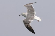 Taimyr Gull (48) - Copy.jpg