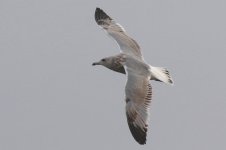 Vega Gull (04) - Copy.jpg