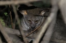 Greater Bushbaby rsa 3.jpg