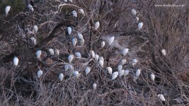 2017.12.19 Cattle Egrets.JPG