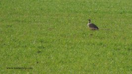 2017.12.19 Little Bustard.JPG