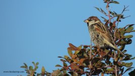 2017.12.19 Spanish Sparrow.JPG