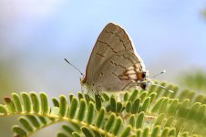 Purple-brown Hairstreak rsa 2.jpg