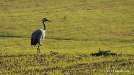 2017.12.19 Crane.JPG