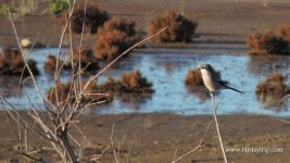 2017.12.19 Iberian Grey Shrike.JPG