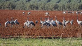 2017.11.15 Cranes.JPG