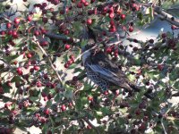 2017.10.28 Ring Ouzel 2.JPG