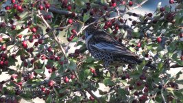 2017.10.28 Ring Ouzel 1.JPG