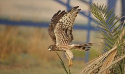 Montagu's Harrier reduced.jpg