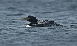 White-billed Diver reduced.jpg