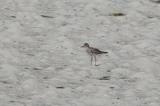 maybe grey plover.JPG