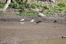 Black Heron & Intermediate Egret.jpg