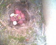 blue tit nest with at least 5 chicks plus remaining eggs - brooks green - 5-5-03.jpg