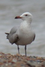 audouin\'s gull.jpg