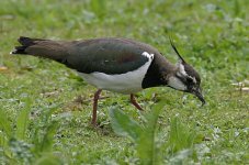 lapwing4.jpg