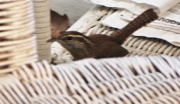 porch_wren.jpg