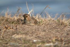 Lapland Longspur.JPG