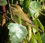 willow_warbler_5sep04_420.jpg