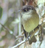 Black-capped Flycatcher.jpg