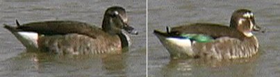 hybrid_duck.jpg