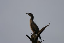 cormorant.jpg