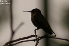 hummingbirds_0607_052ec.jpg