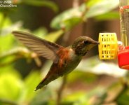 hummingbirds_0607_123ce.jpg