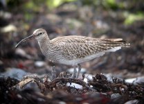 whimbrelcomp.jpg