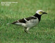 Sturnus nigricollis 51.jpg