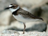 Wilson's Plover 1beab.jpg