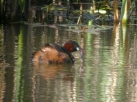 little-grebe---birdforum-co.jpg