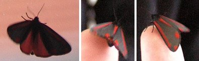 vlinder-zwart-rood.jpg