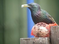 starling 4977.jpg