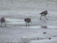 Shorebirds 1d.jpg