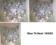 blue tit nest - nearly ready for the off - 19-5-03.jpg