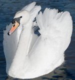 uncropped artistic swan.jpg