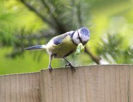 birdfeed-9a.jpg