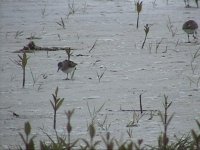 Shorebird 3a.jpg