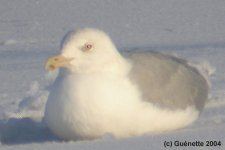 glaucous5.jpg