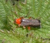\'soldier and sailor\' beetle cantharis rustica.jpg