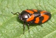 froghopper cercopis vulnerata.jpg