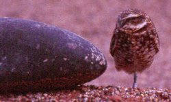 Burrowing owl 2.jpg