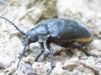 Beetle1.JPG