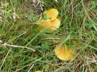 Yellow Toadstool1id.jpg