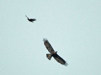 goldie and buzzard loch frisa.jpg