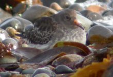 purple sandpiper balaggan point nov 06.jpg