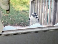 Woodpecker wants in 2 TLawson 11232006.jpg