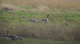 pinkfooted geese lgreen 280107.JPG