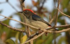 SBFlowerpecker.JPG