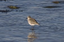 Grey Plover.jpg